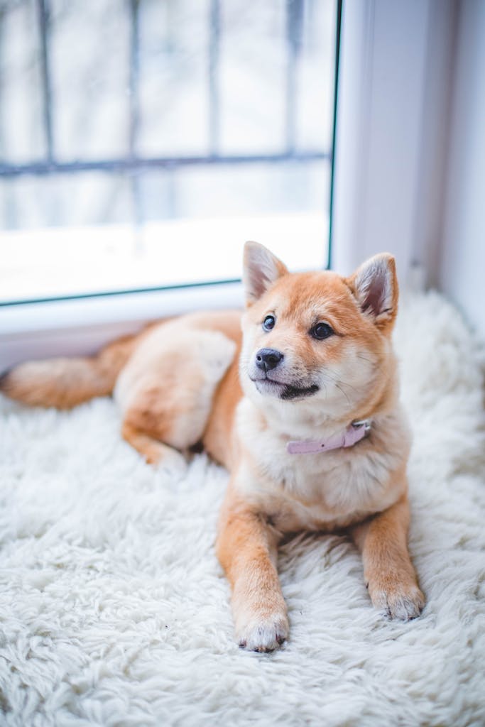 family dog lying on carpet- you should you're carpets cleaned every 6 months or more